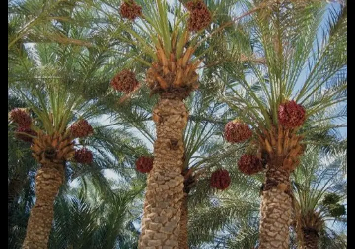 قابل توجه کشاورز و اجاره کار خوشه خرما