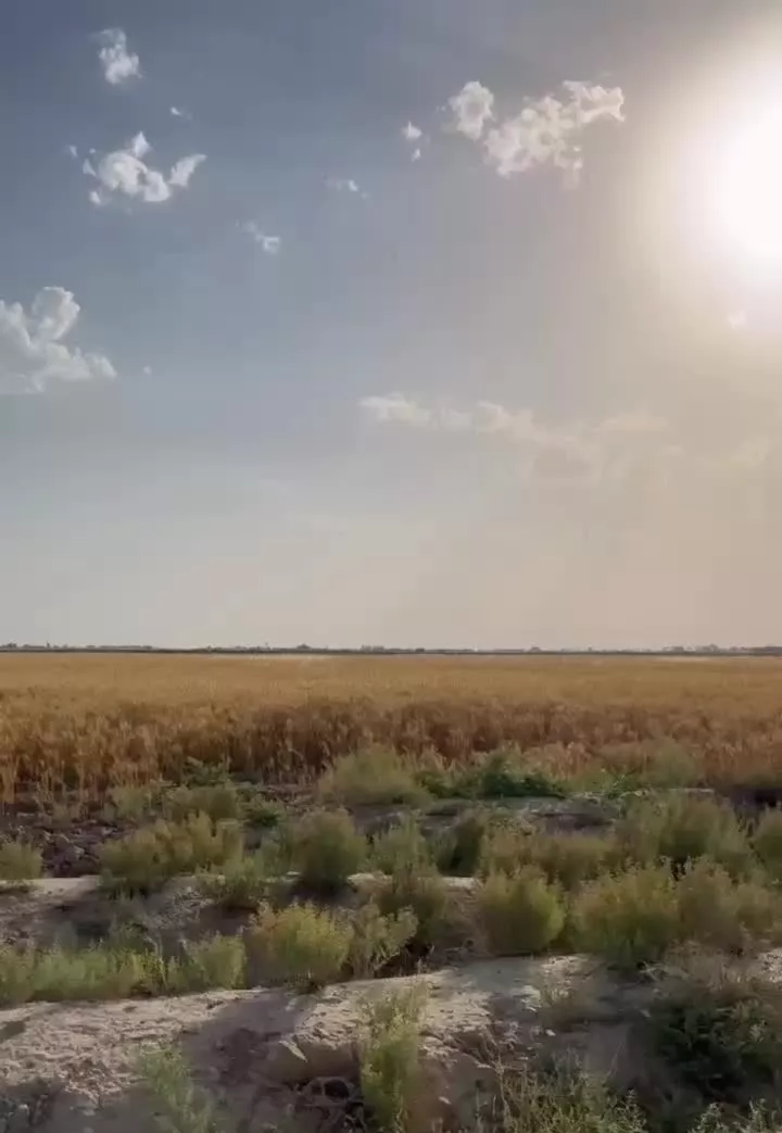 زمین کشاورزی