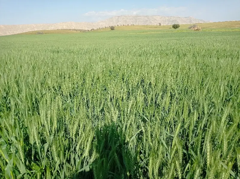 زمین بارانی لیشتر اجاره