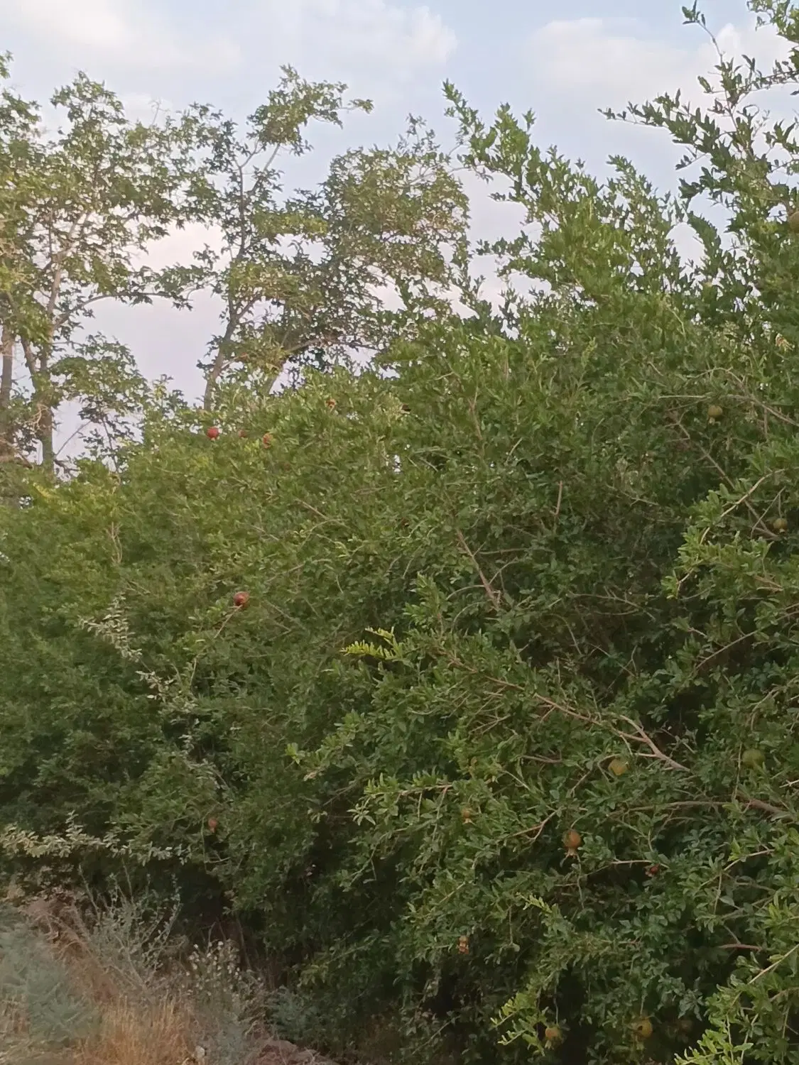 خانه باغ