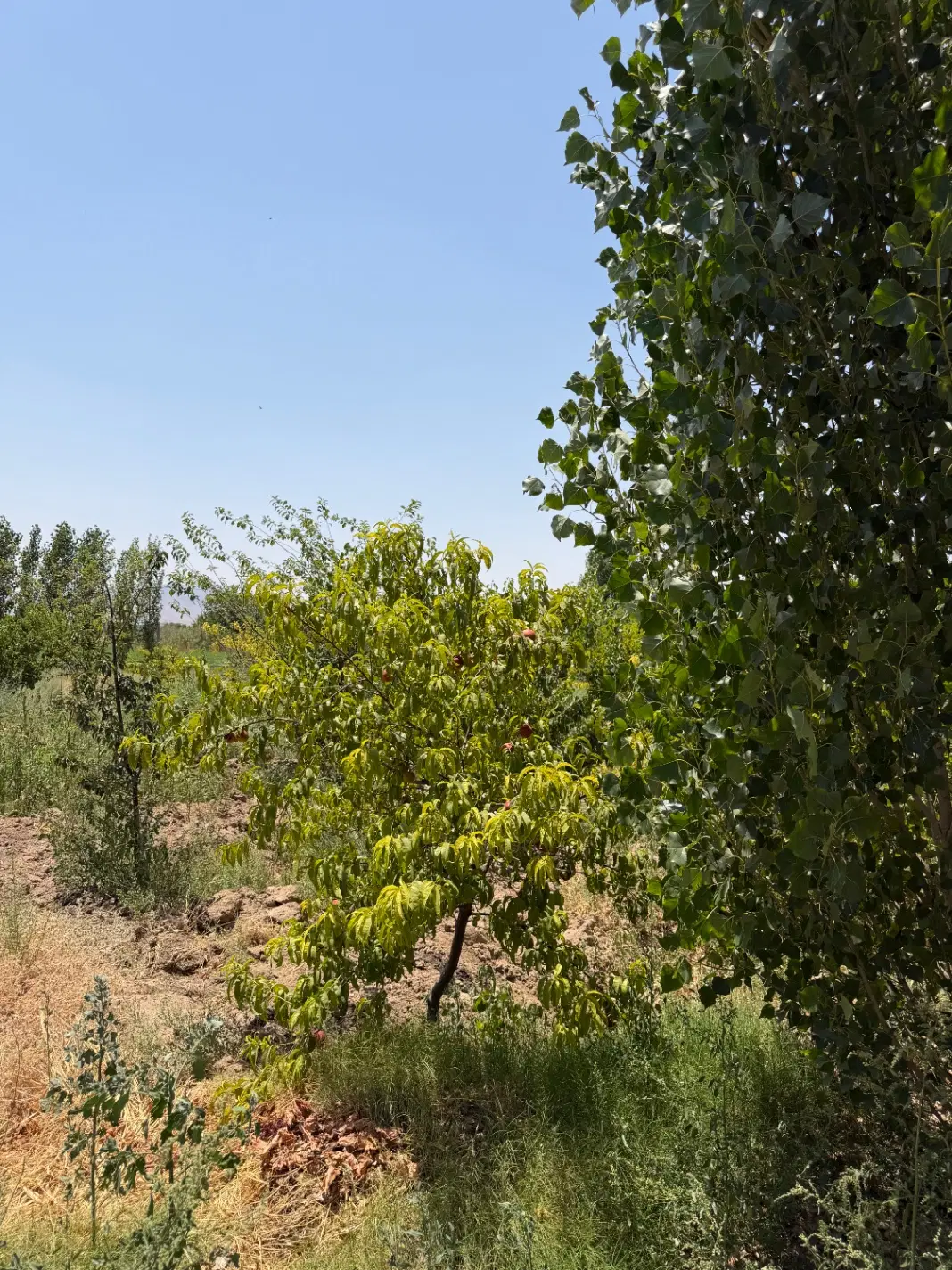 باغچه شهرکی خیابان ششم پیشک یک