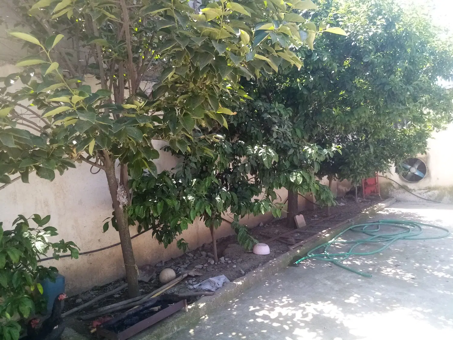 دامداری صنعتی کلید اول