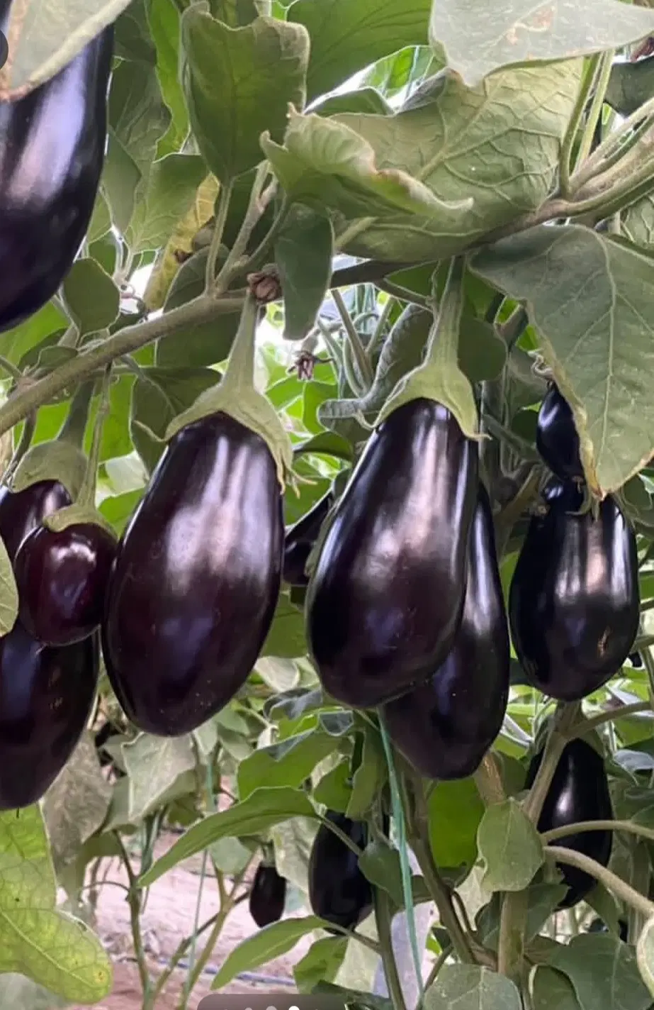 اجاره گلخانه نیم هکتار باقراباد