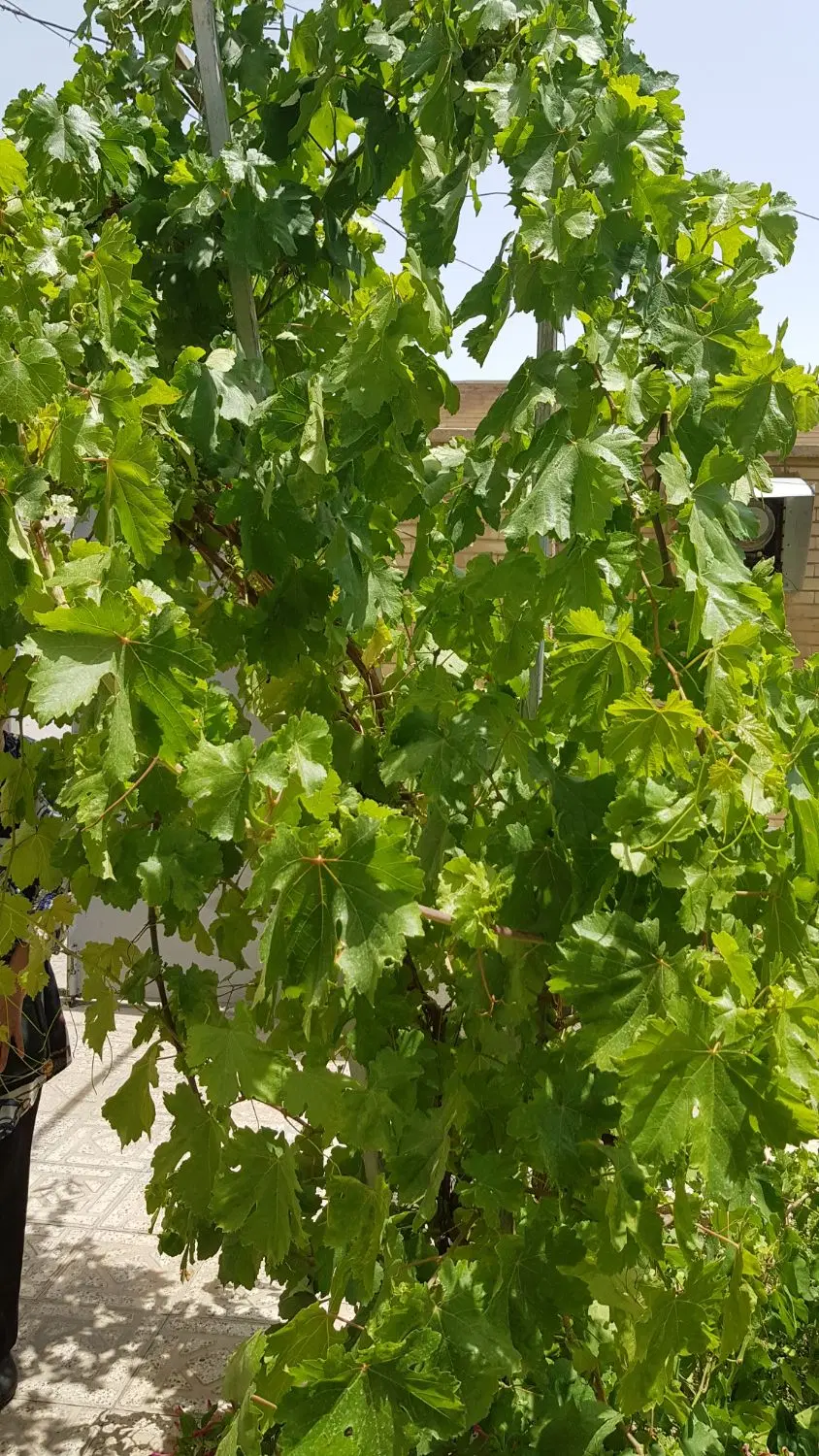 منزل ویلائی