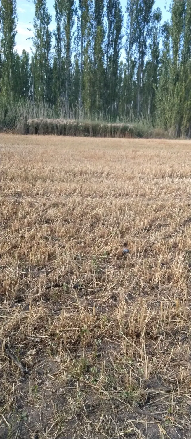 زمین کشاورزی در روستای امیر بیگ