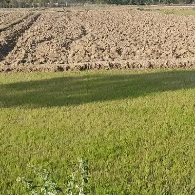 زمین کشاورزی