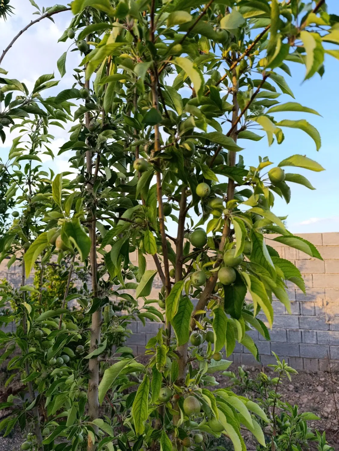 باغ محصور واقع در باغات دادگستری