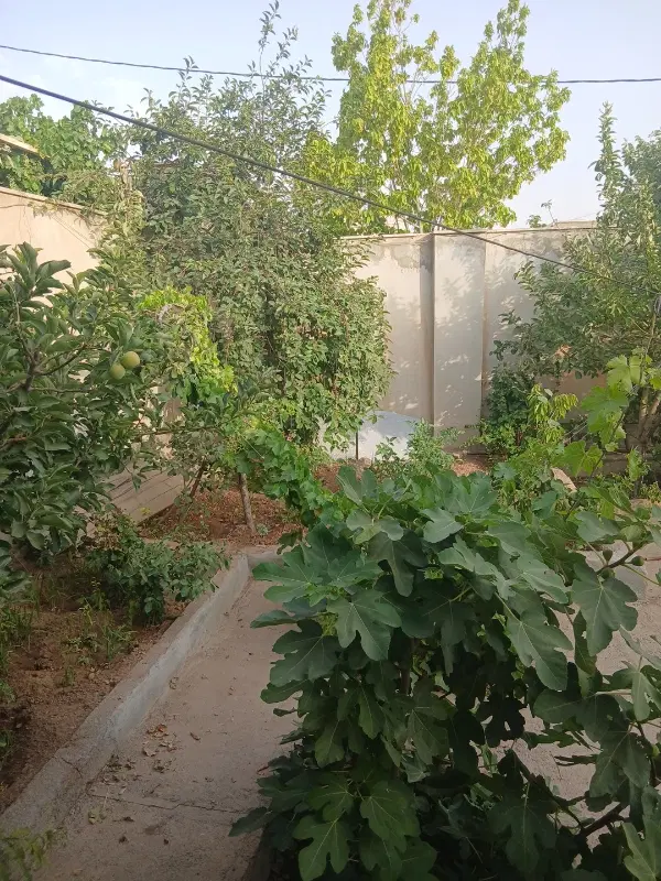 اجاره طبقه همکف