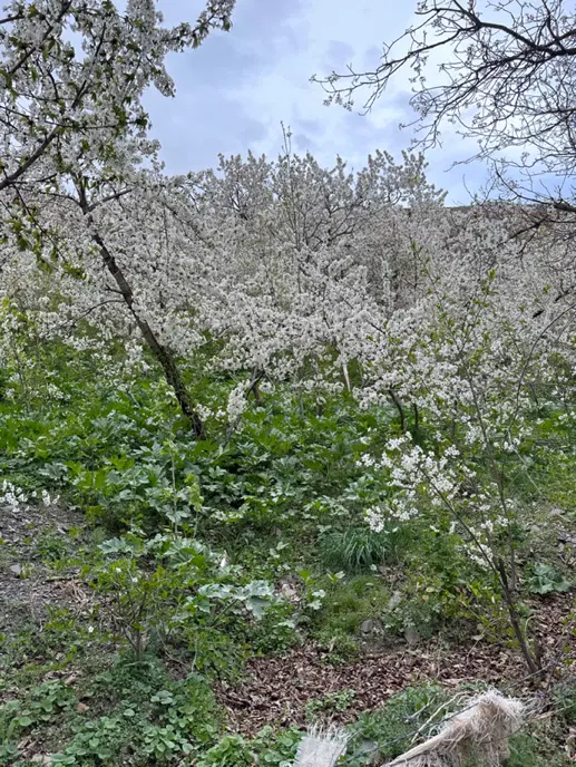 محله زشک ۲۰۰۰ متر جهت مشارکت برای بومگردی