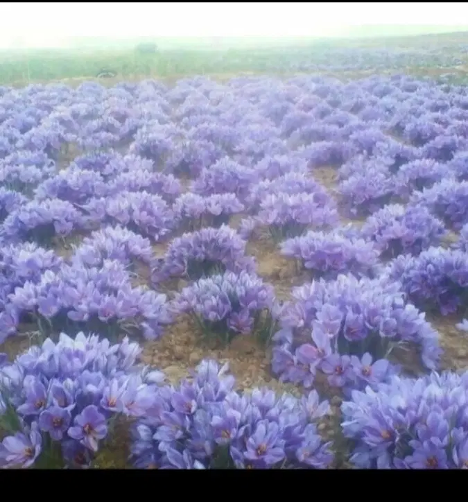 زمین آب نصفه کاری زعفران شیروان روستای ورگ