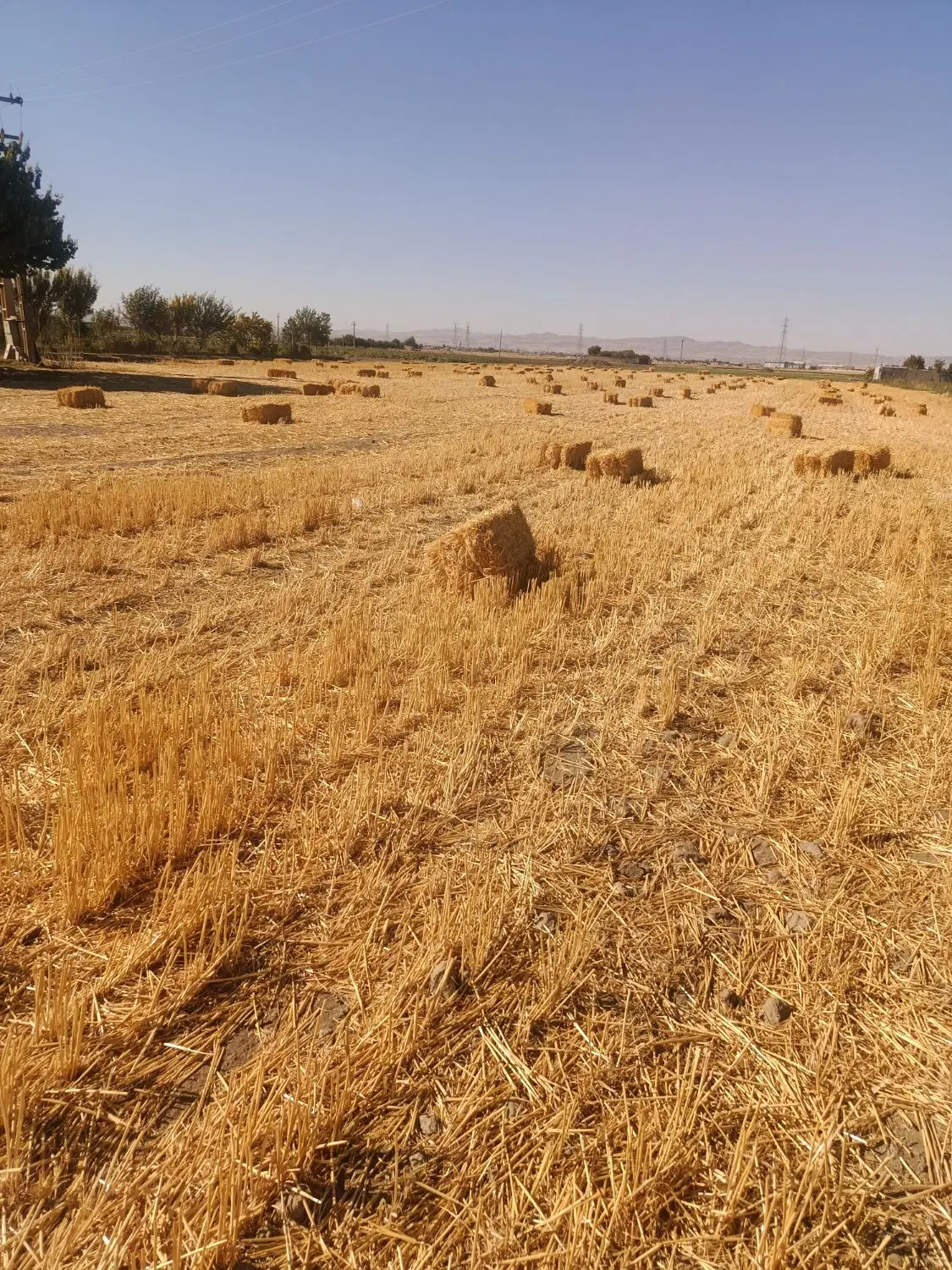 اجاره زمین برای موسیر