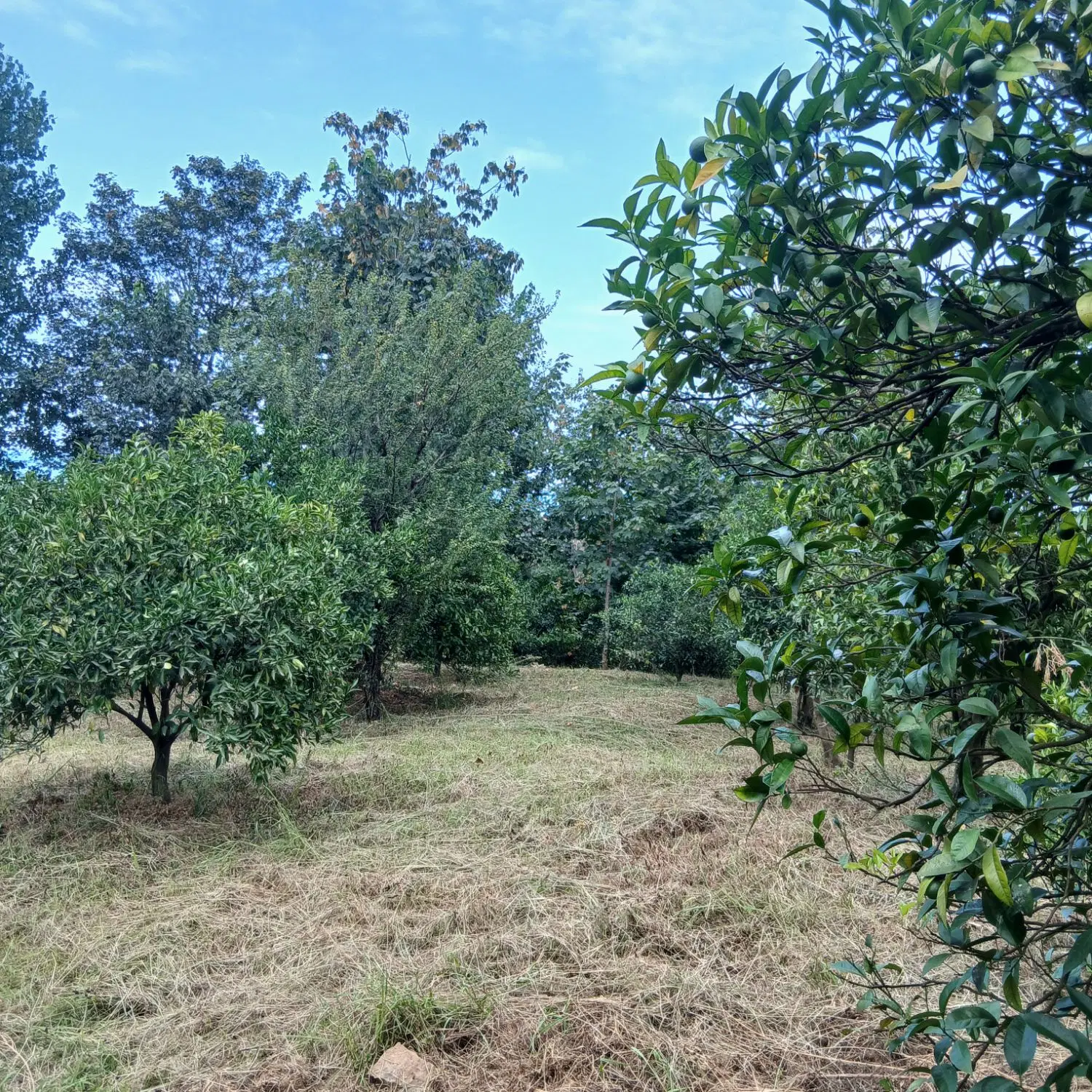 زمین باغی کوهپایه
