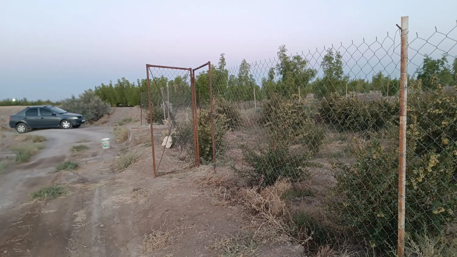 باغ زرشک