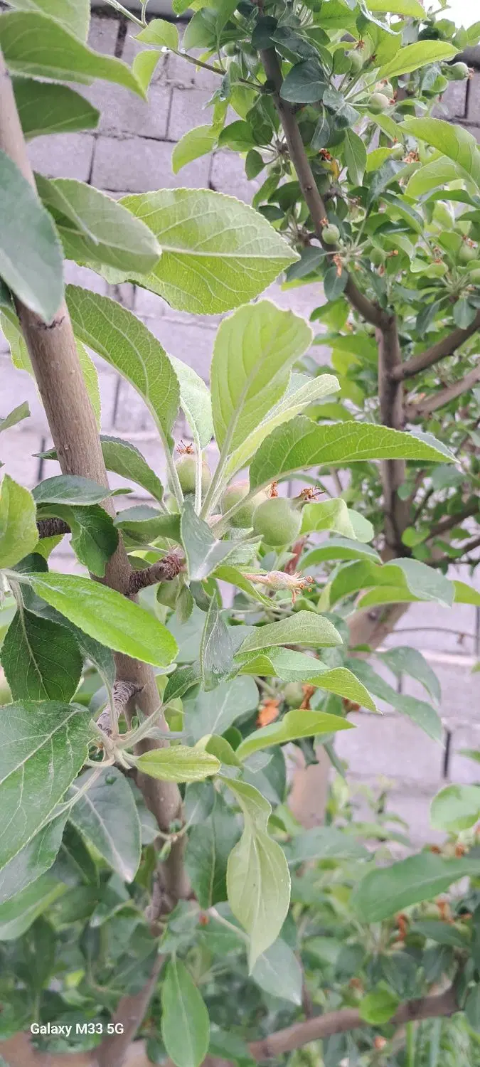 باغ فروشی