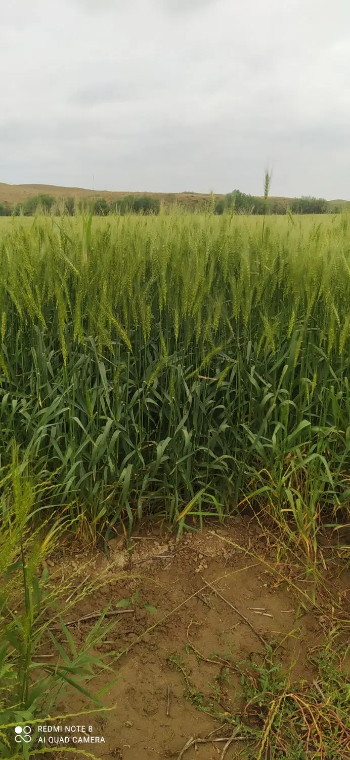 زمین کشاورزی اجاره
