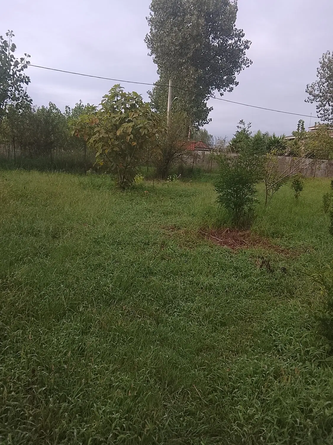 ۲۵۰ متر زمین باغی اول لشکریان