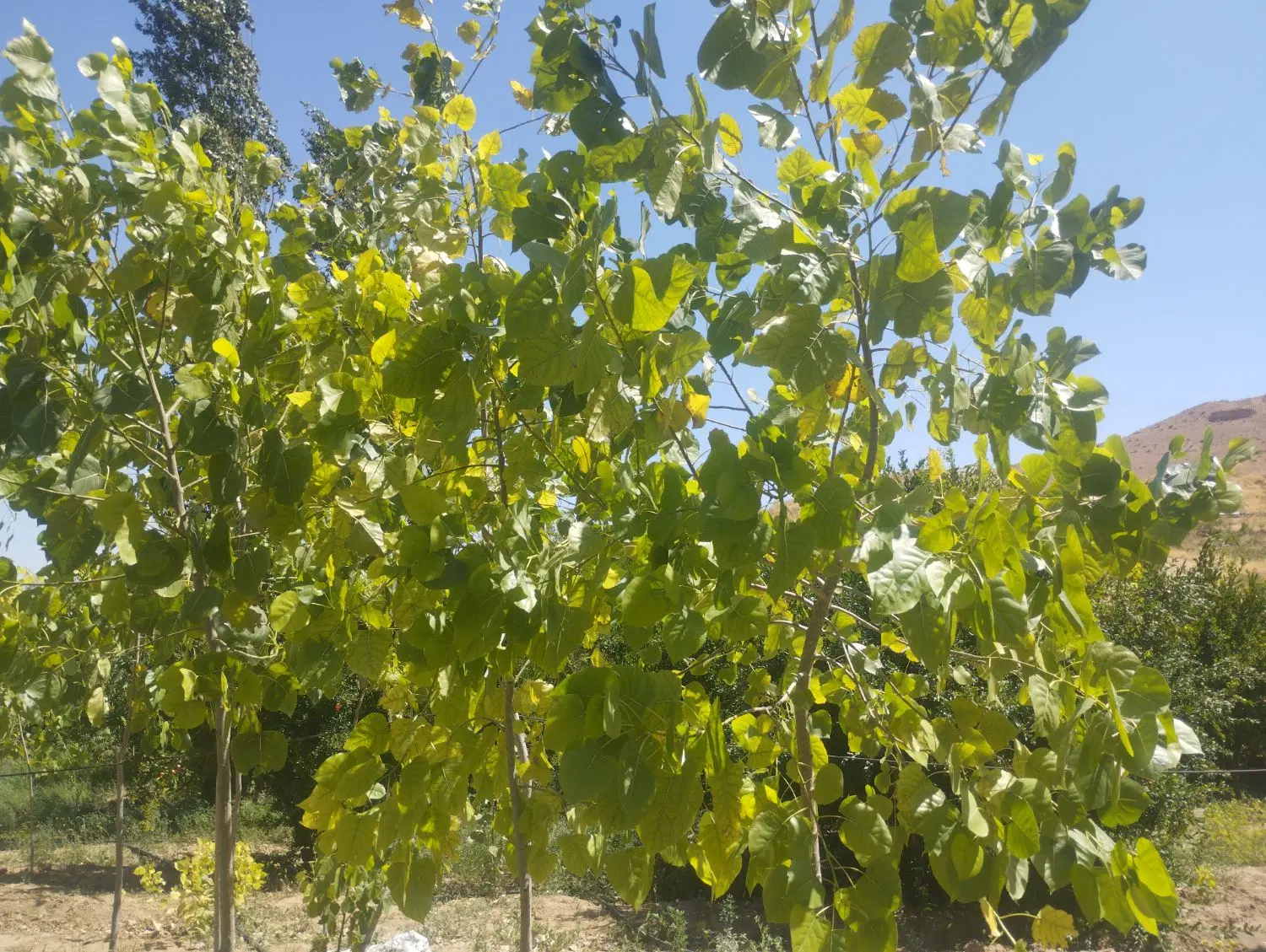 160متر زمین کنار مدرسه آزادی پور