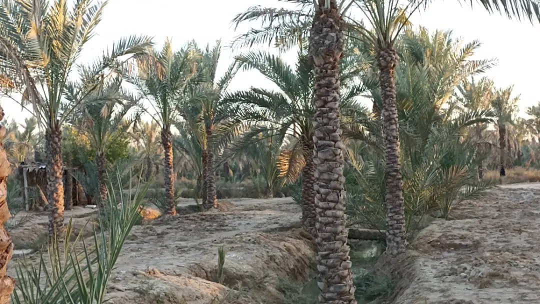 ۸۰ بنه مخ کبکاب