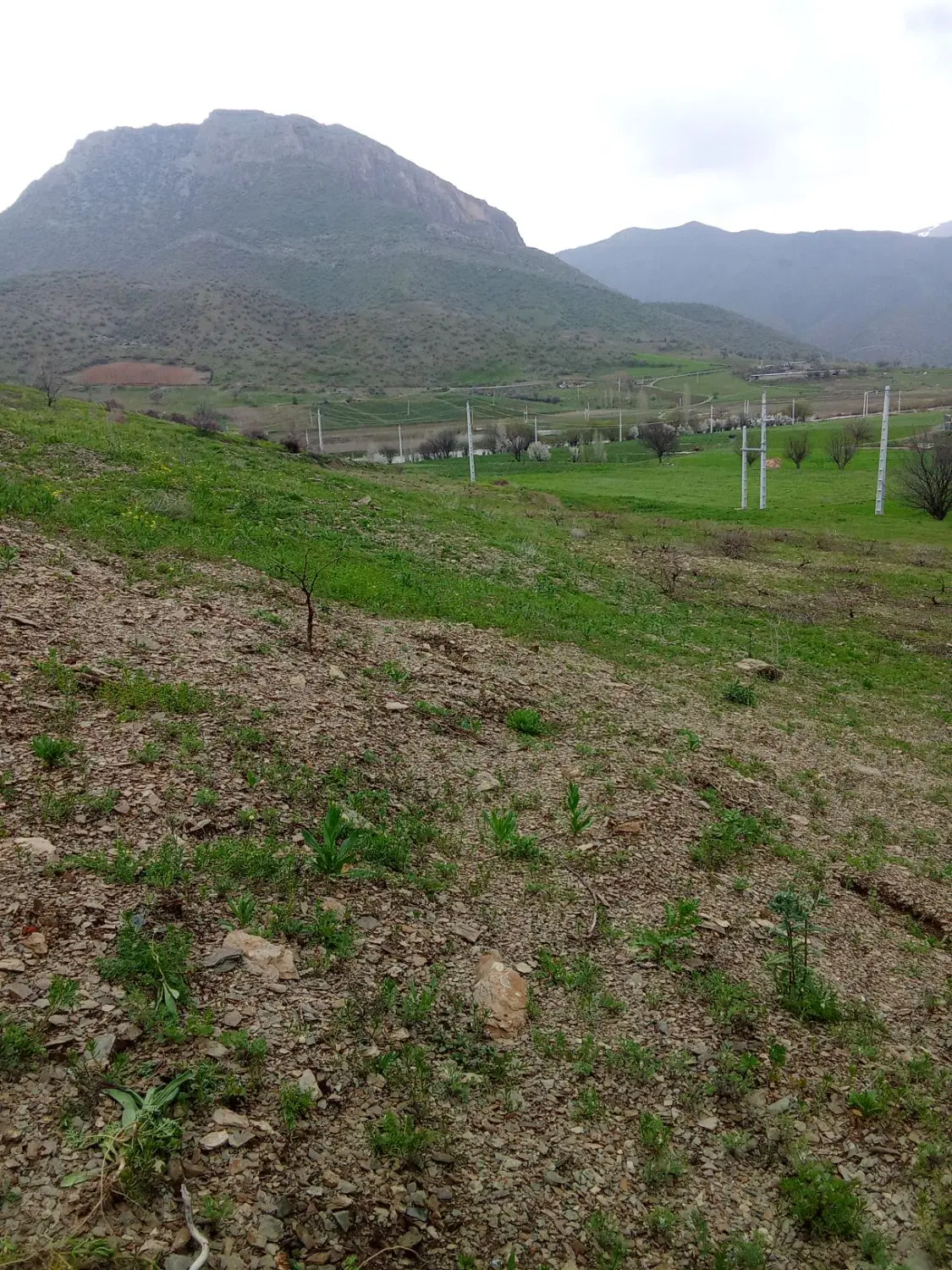 زمین کشاورزی