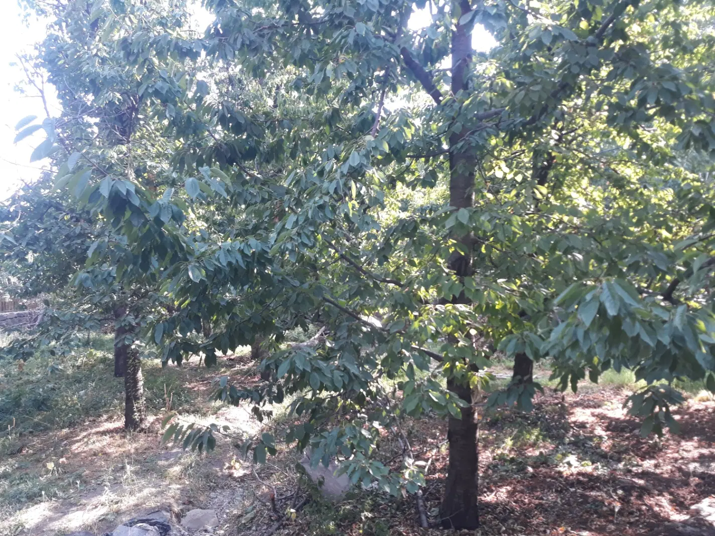 منزل تک واحدی لواسان افجه