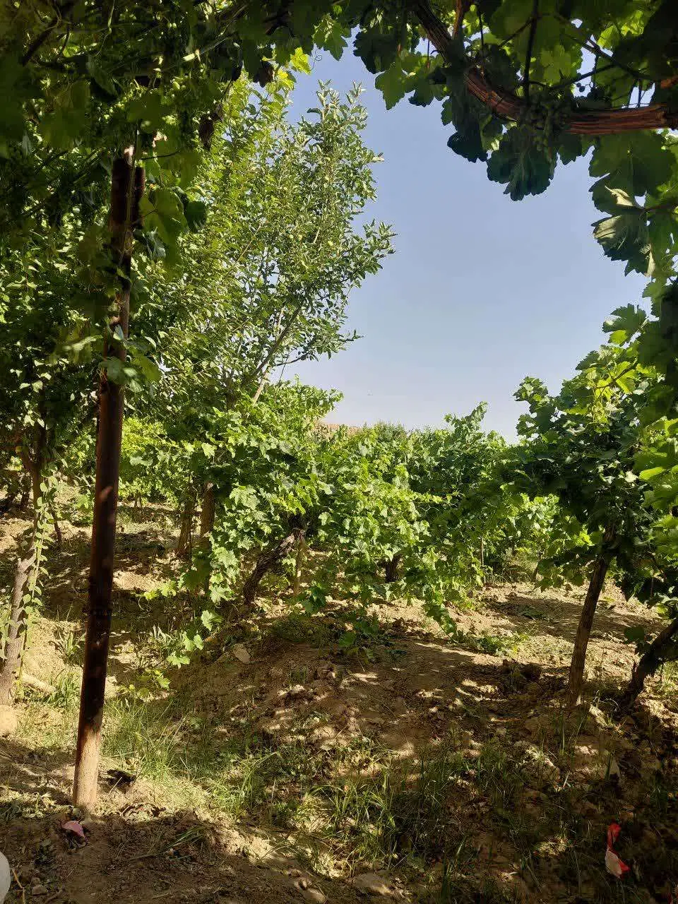باغ انگور ومیوه