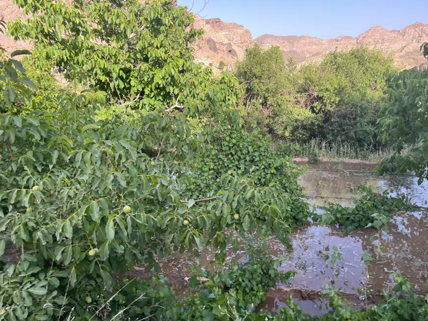 فروش زمین کشاورزی در بام گناباد