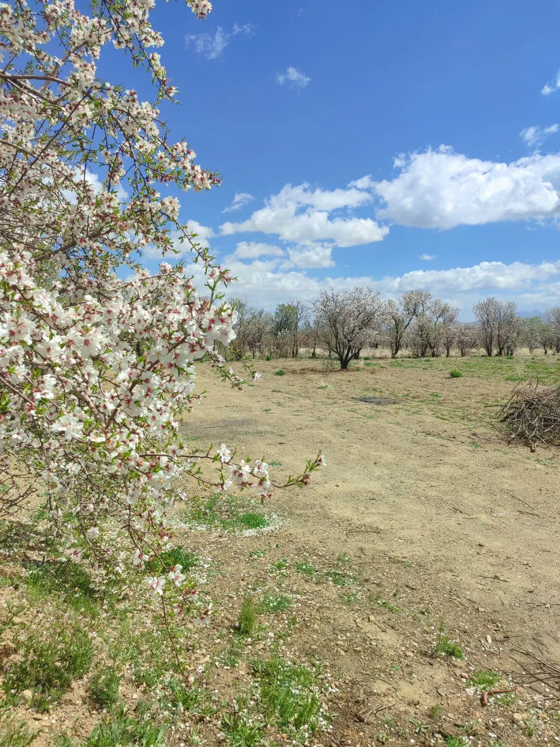 زمین کشاورزی