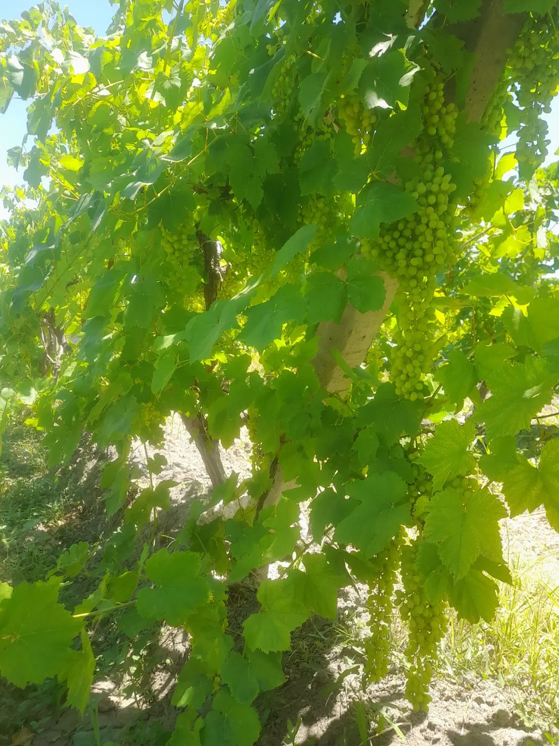 باغ انگور در چنغرالوی یکان