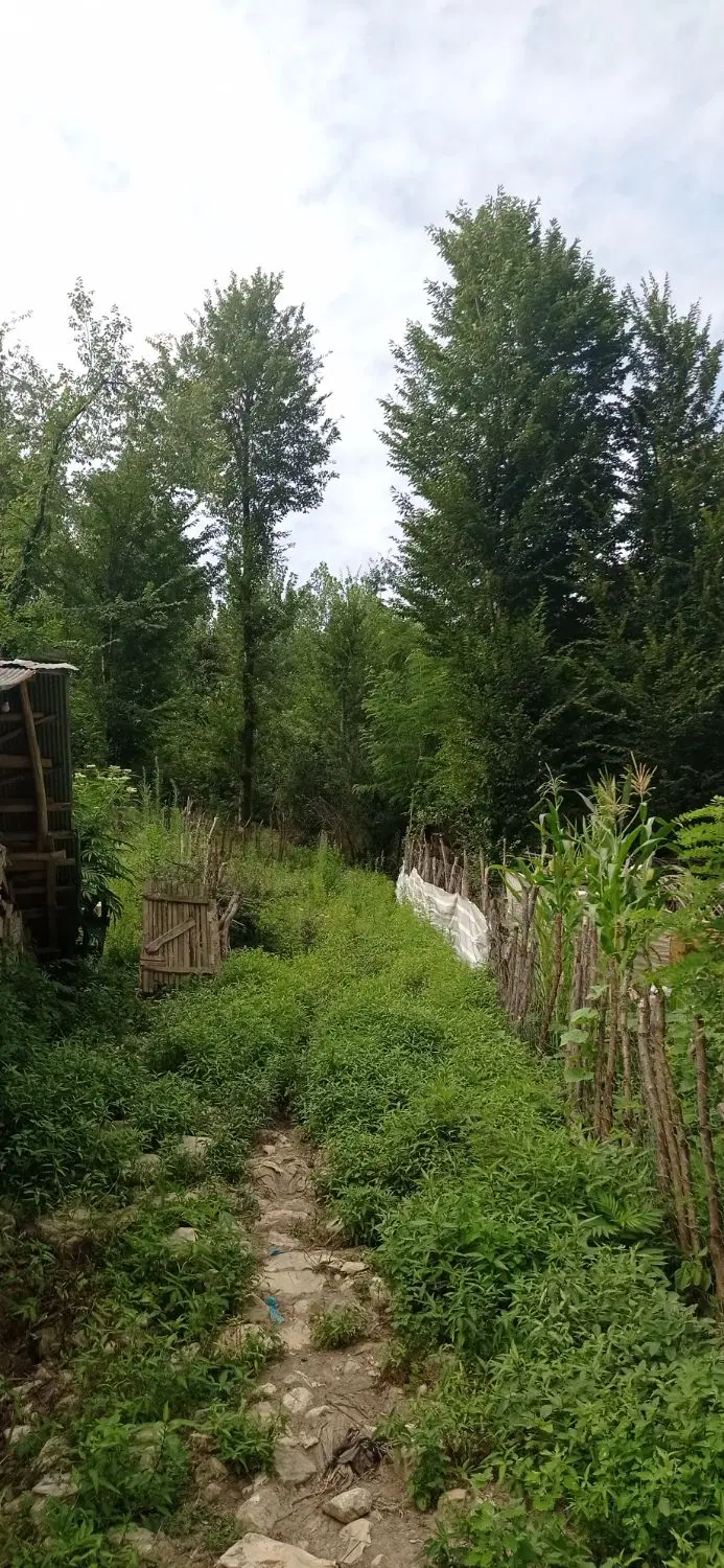 فرصت مشارکت و سرمایه گذاری در یک قطعه زمین جنگلی