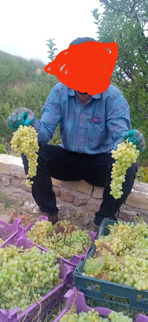 باغ ۴۰۰متری زیبا در اهر