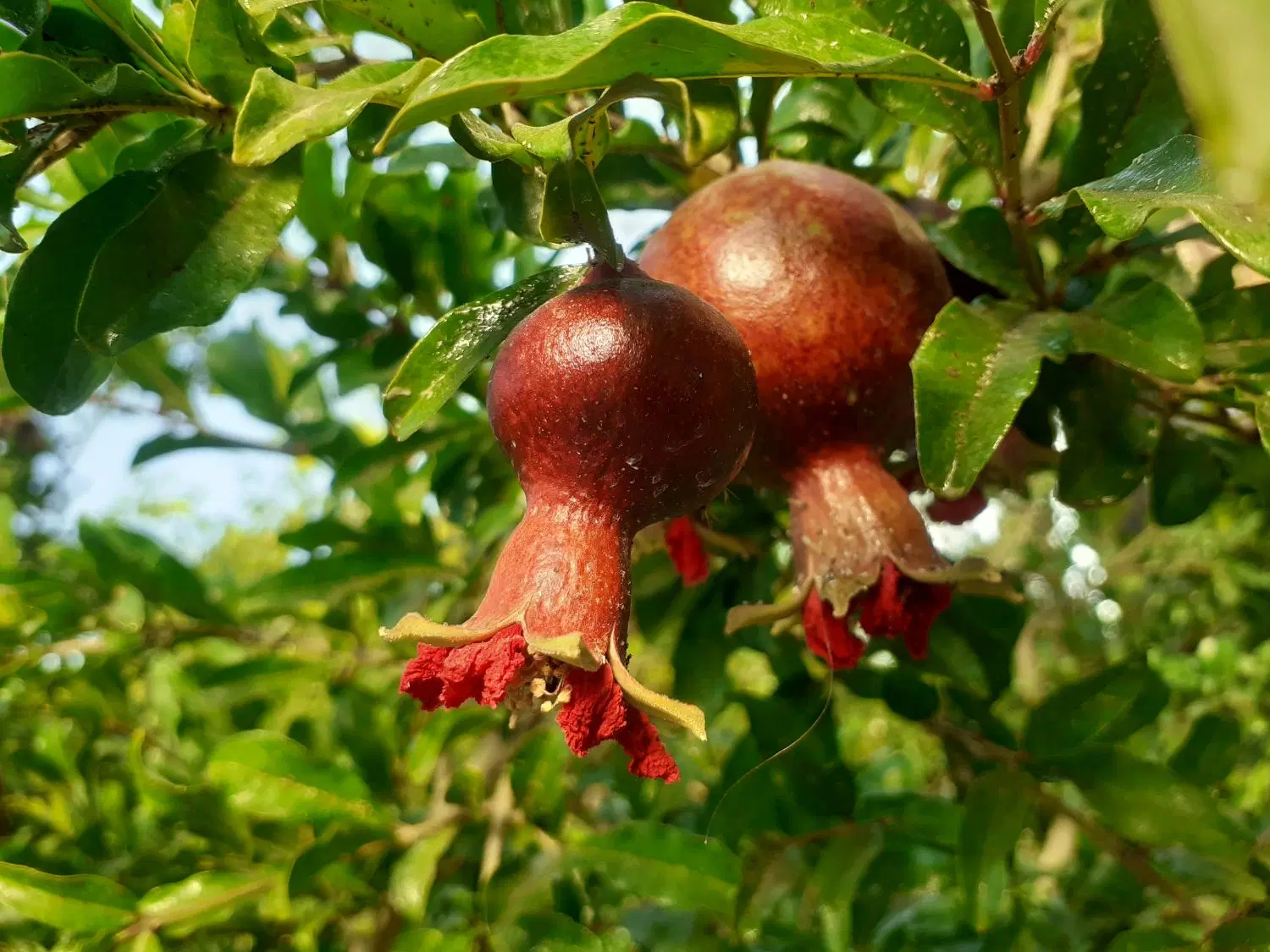 باغ،زمین ۵۵۰ متری الهیه کهریز