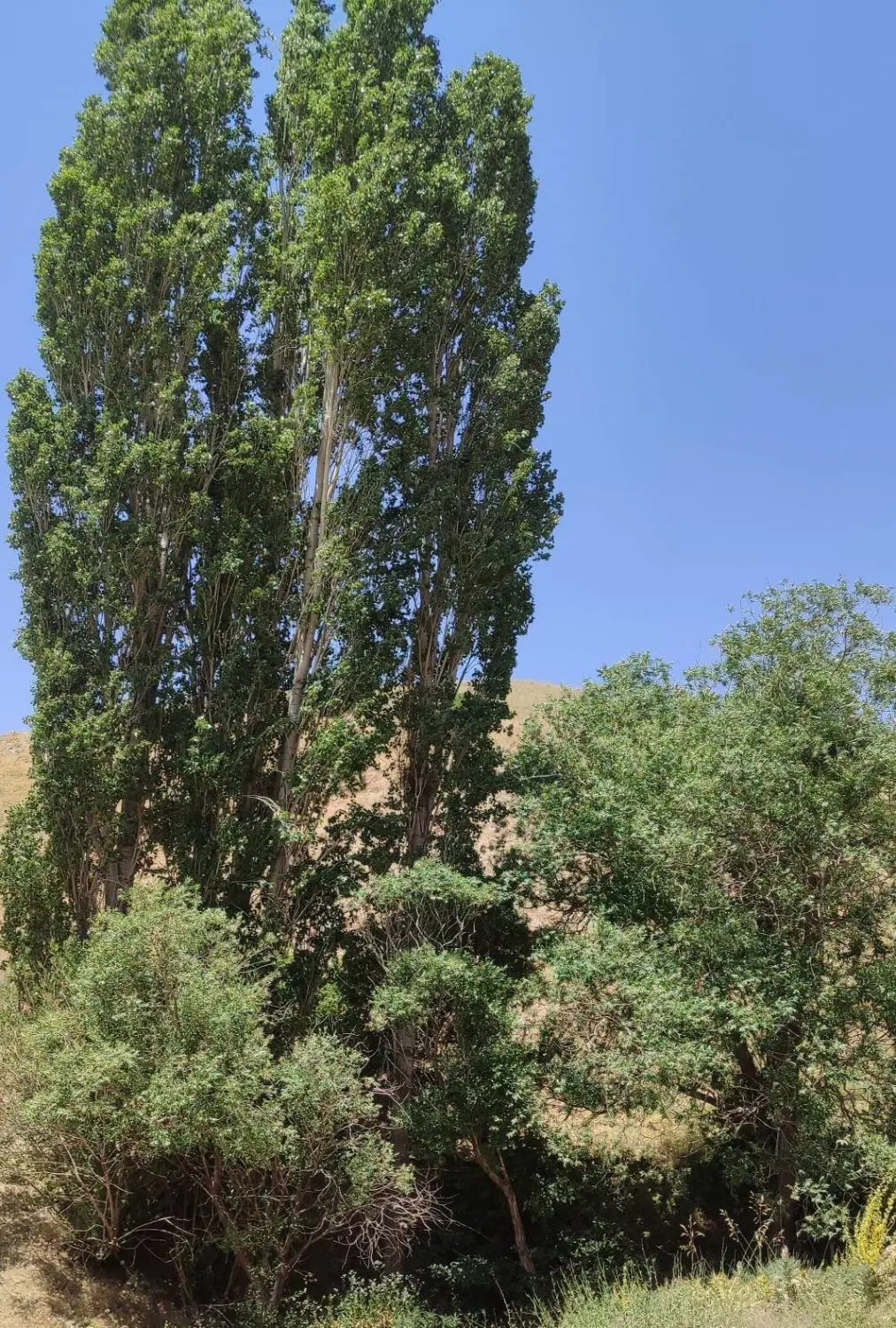 ۵۰۰ متر باغ لواسان کوچک
