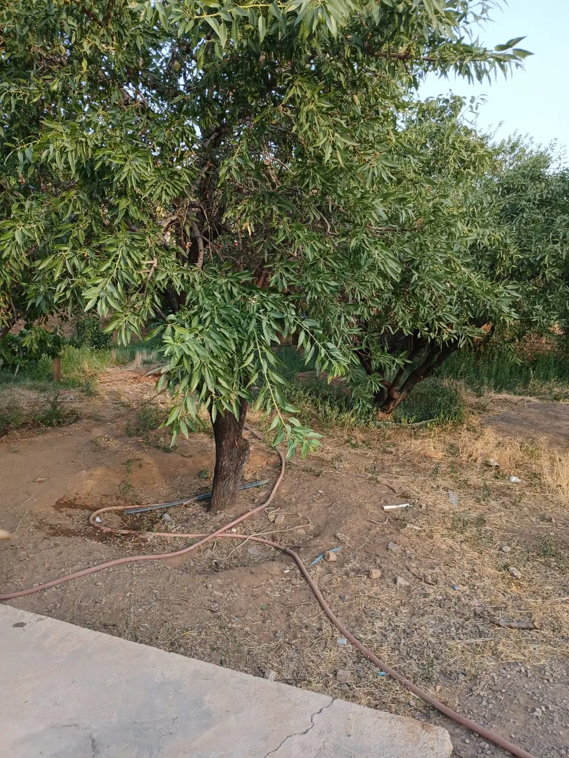 باغ ویلا