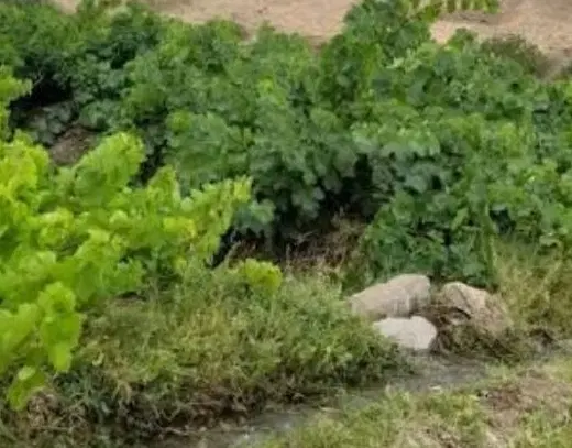باغ انگور