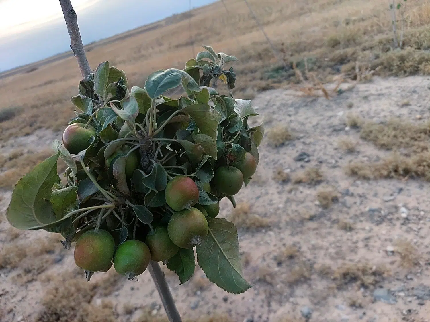 زمین سنددار آغزمان خشکه سیل