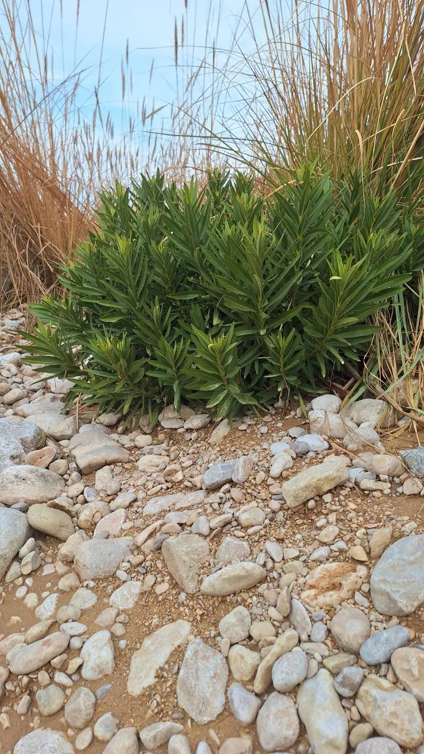 اجاره چراگاه ،علف