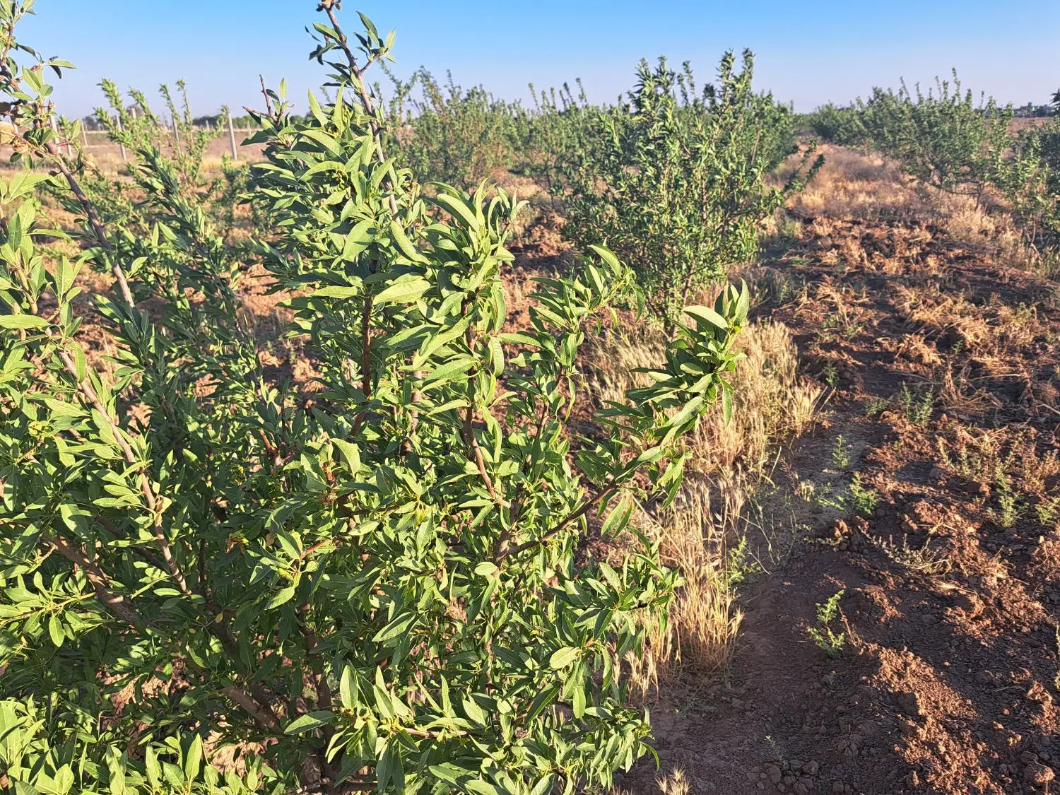 زمین باغی  روستای صالحیه
