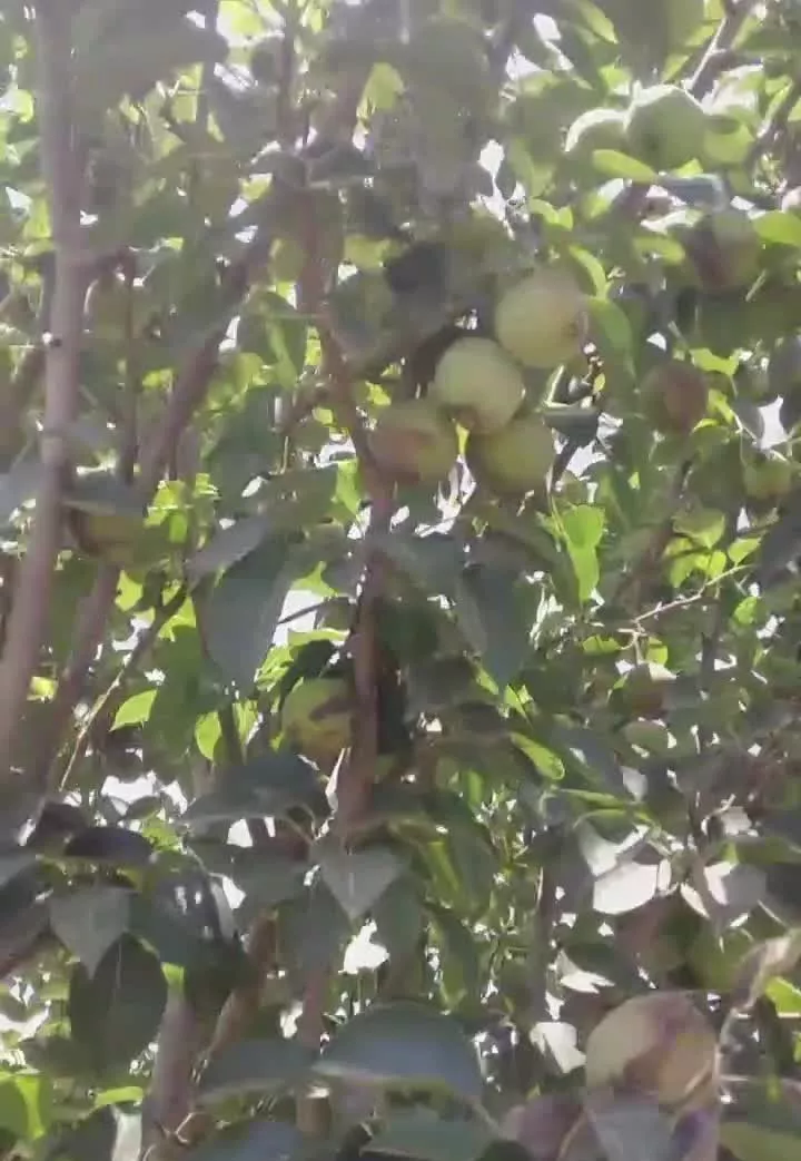 باغ ۵۱۵متری