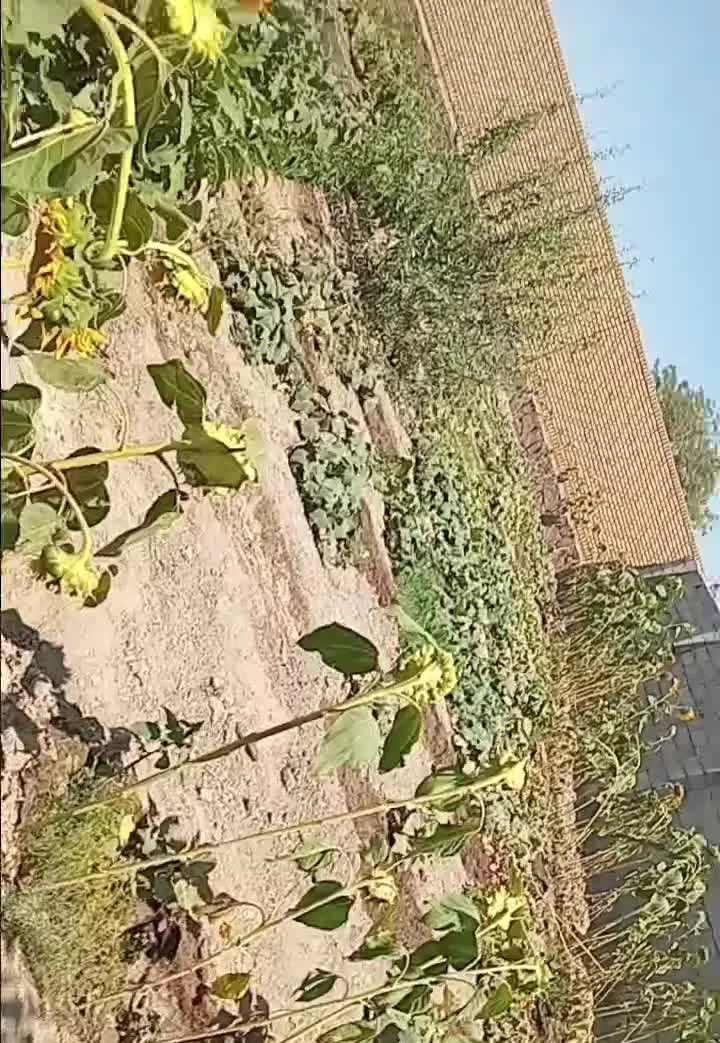 فروش باغچه