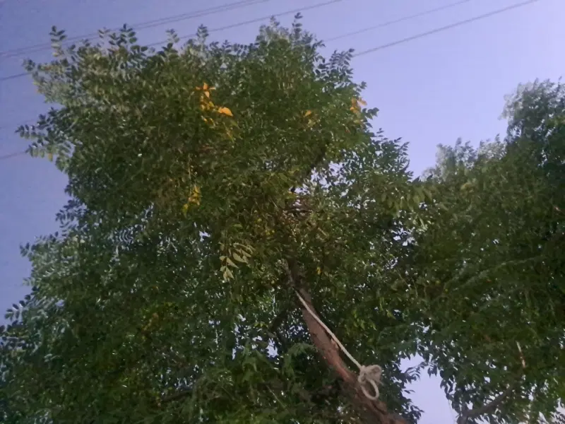 باغ درخت انار