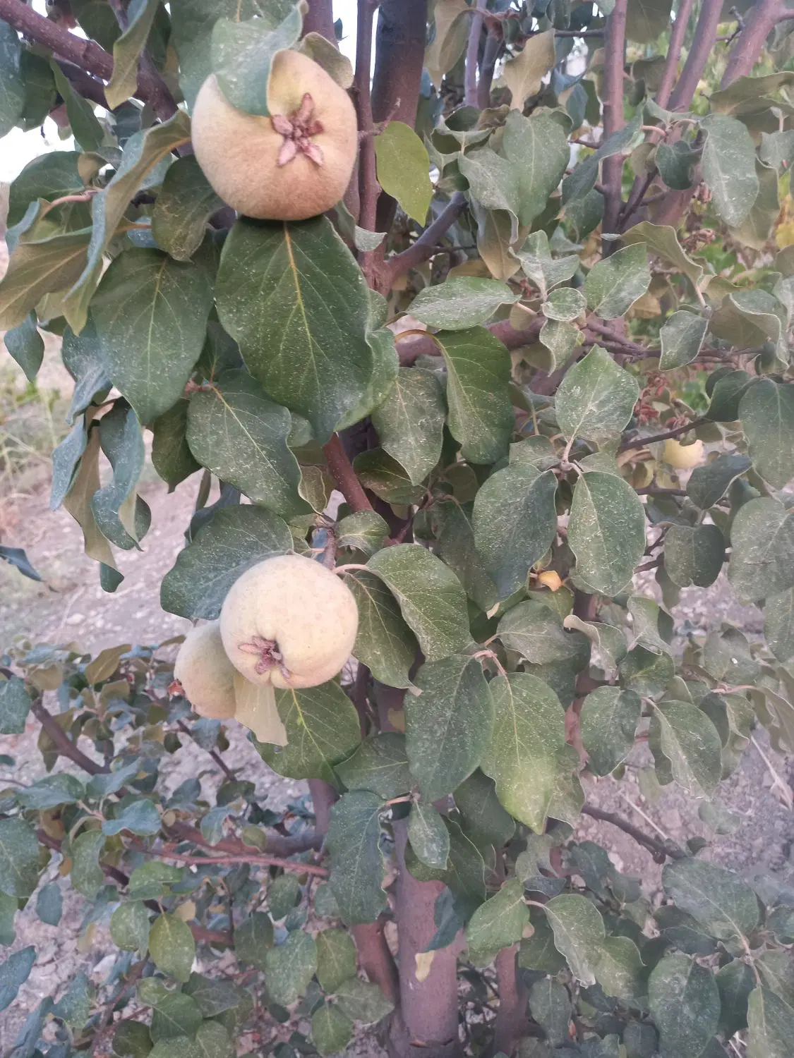 خانه باغ بلیین
