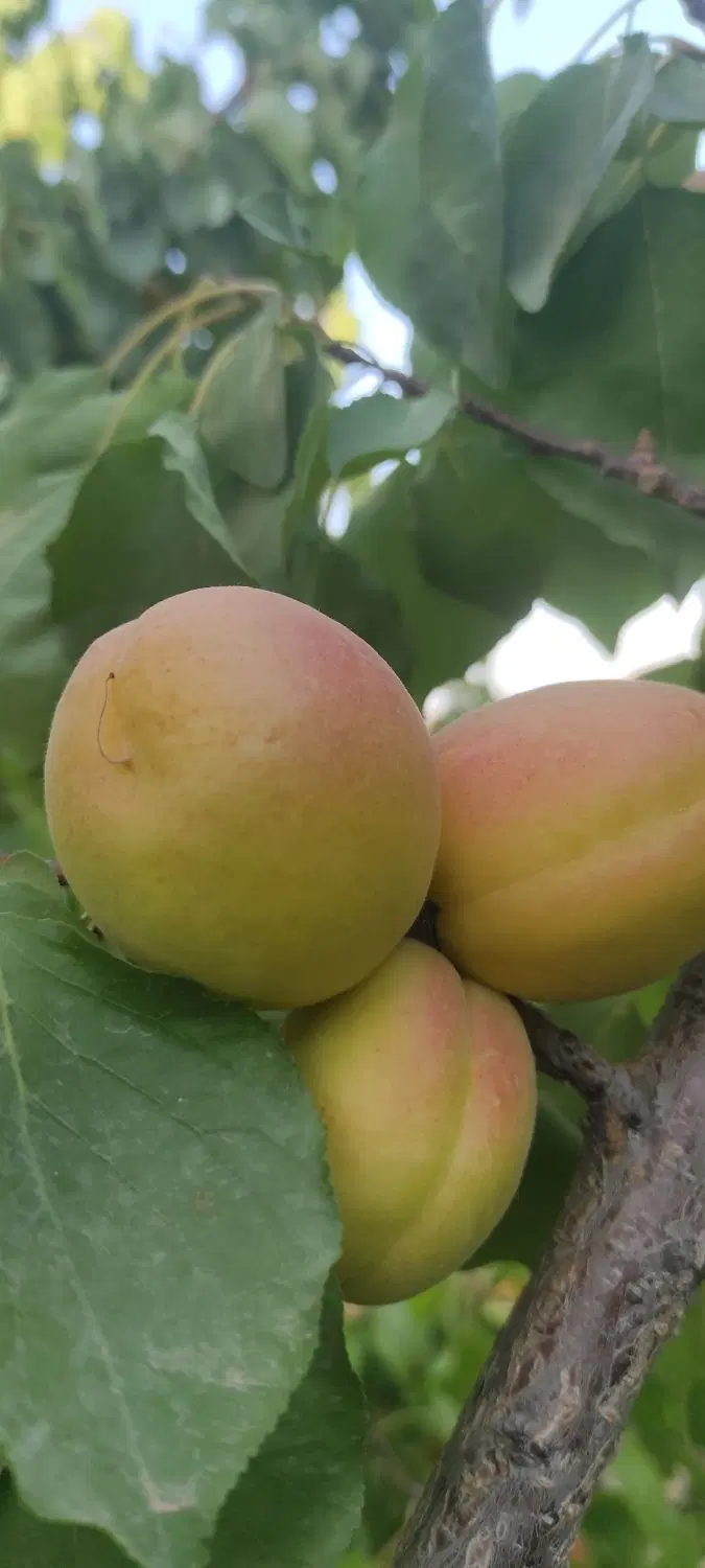 زمین کشاورزی