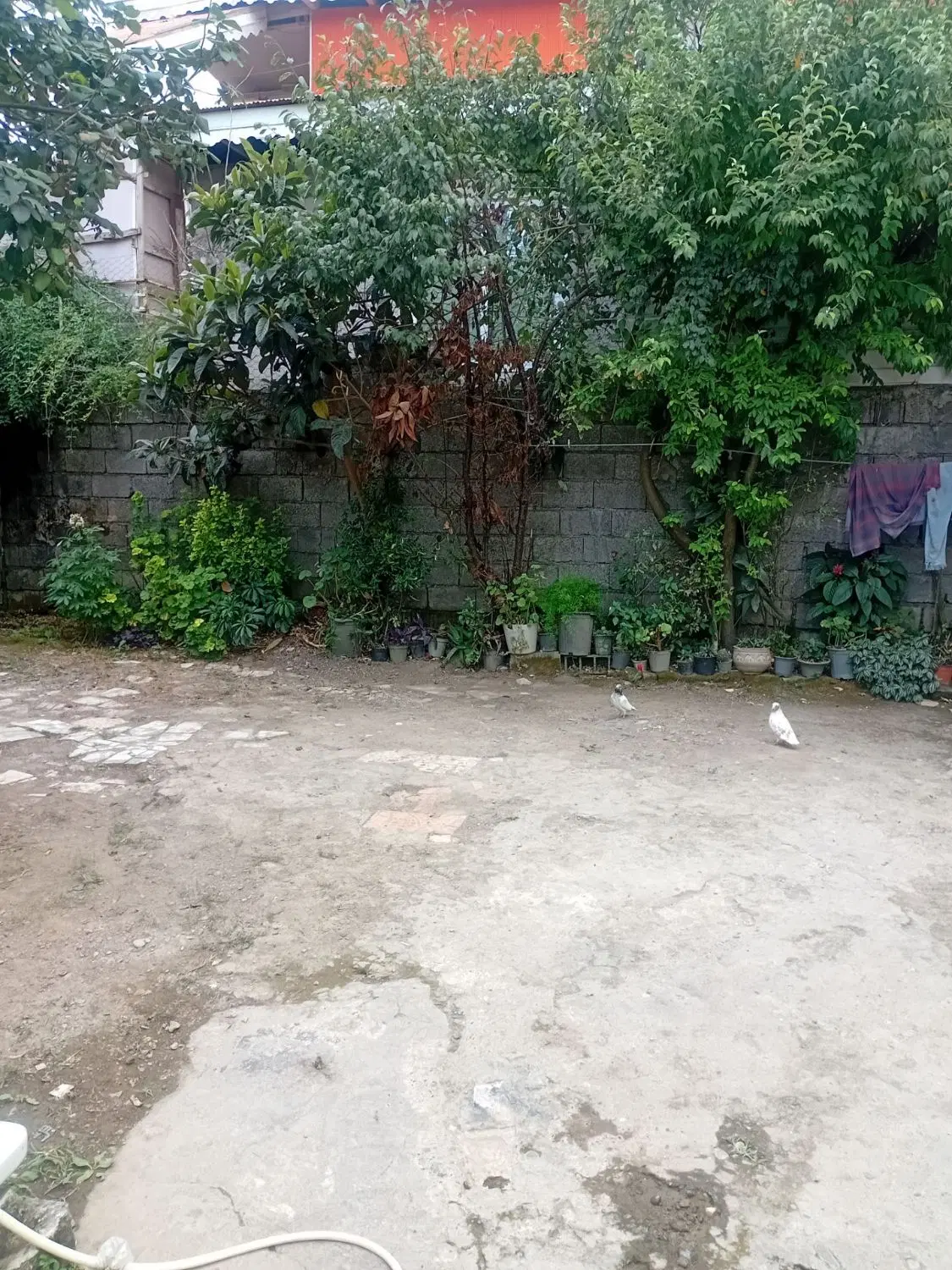 فروش خونه ویلایی بزرگ هست روستای بازکیاگوراب