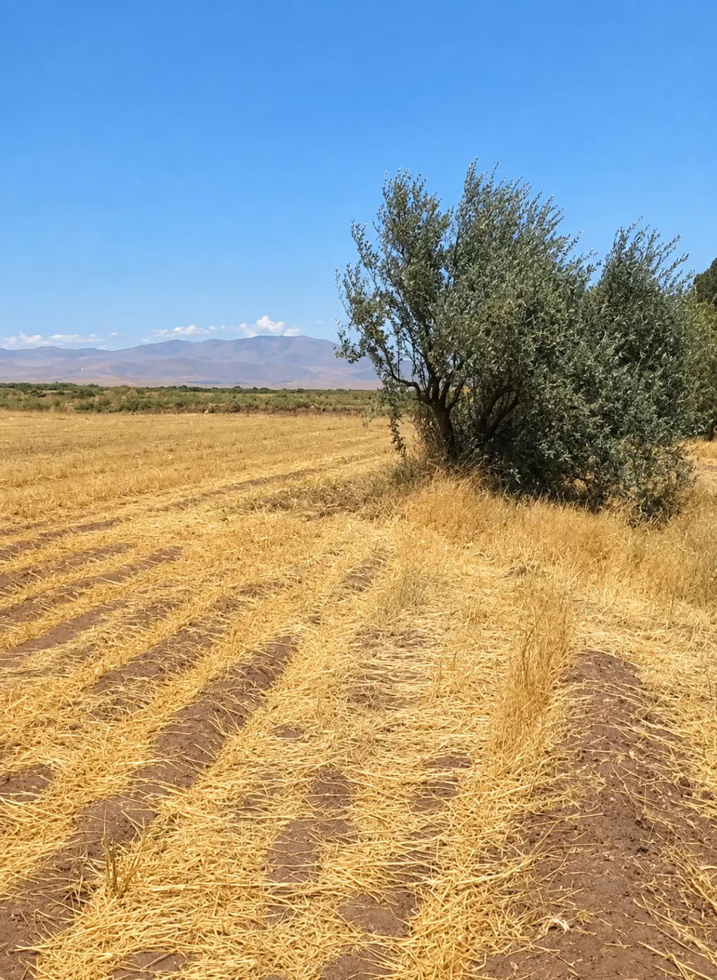زمین کشاورزی نظام اباد با آب