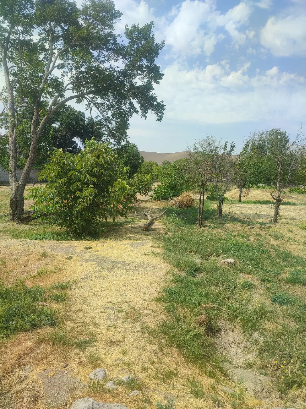 باغ در اسکو