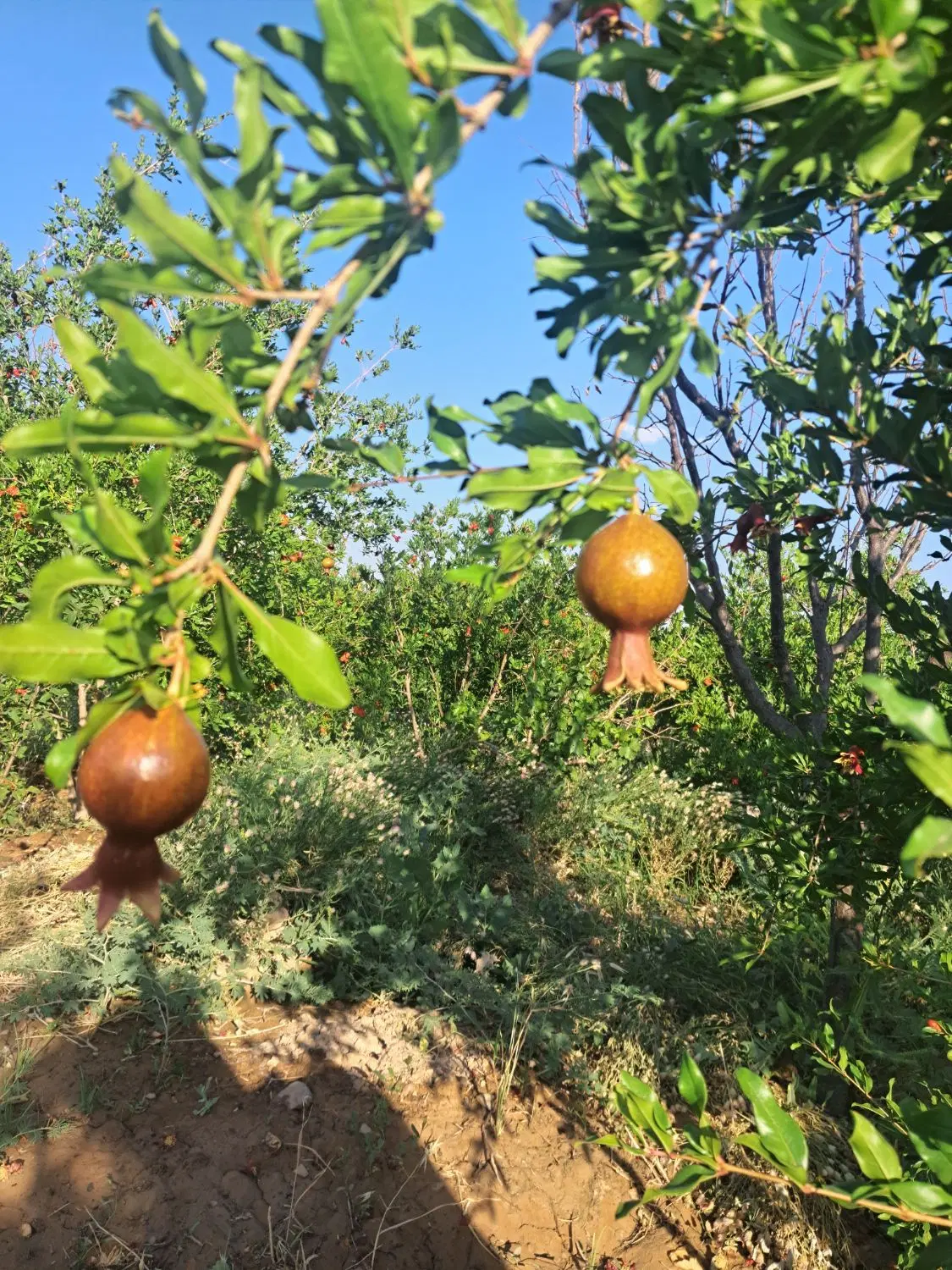 محمودآباد ساوه