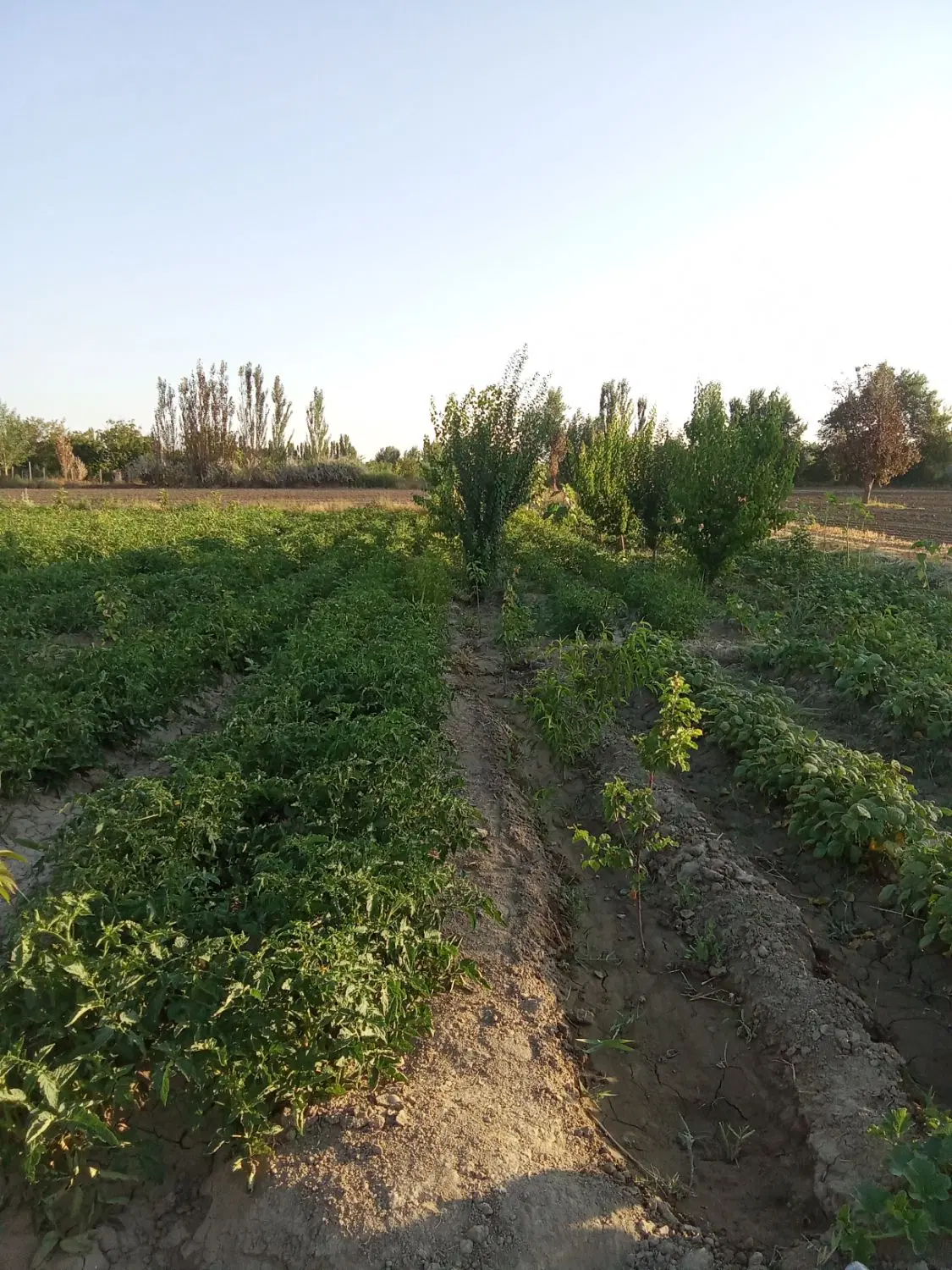 1000متر باغچه در روستای قرباقلو