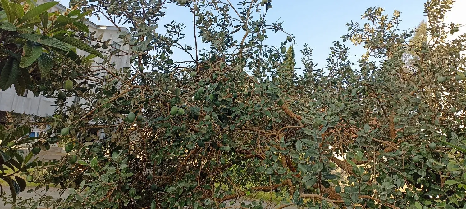 اجاره انباری
