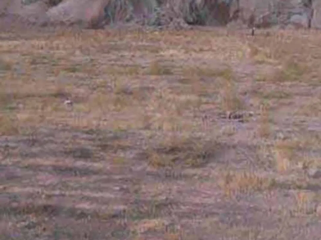2000 متر زمین در روستای سرباران میناب