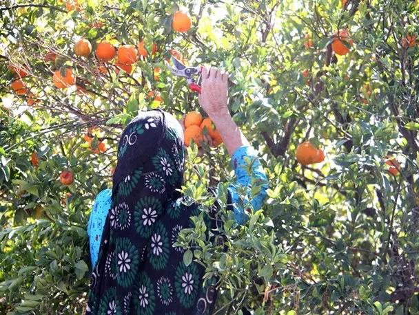 فروش فوری قیمت اشتثنایی  باغ نارنگی انشو محلی